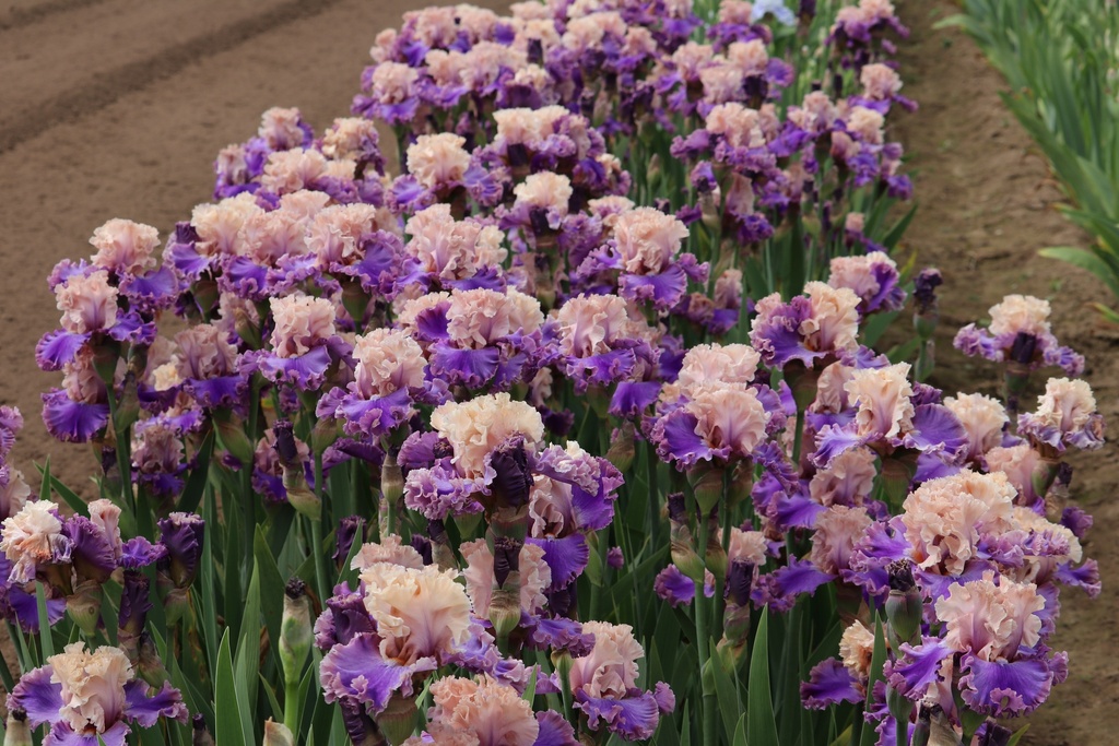 Highly Classified MidAmerica Garden